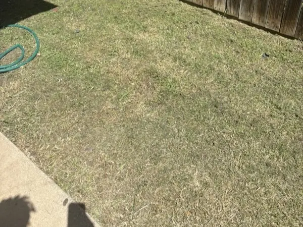 Backyard mow, after cleaning