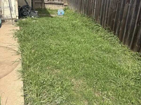 Backyard mow, before cleaning