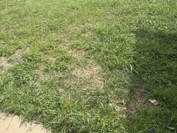 Backyard mow and cleanup, before cleaning